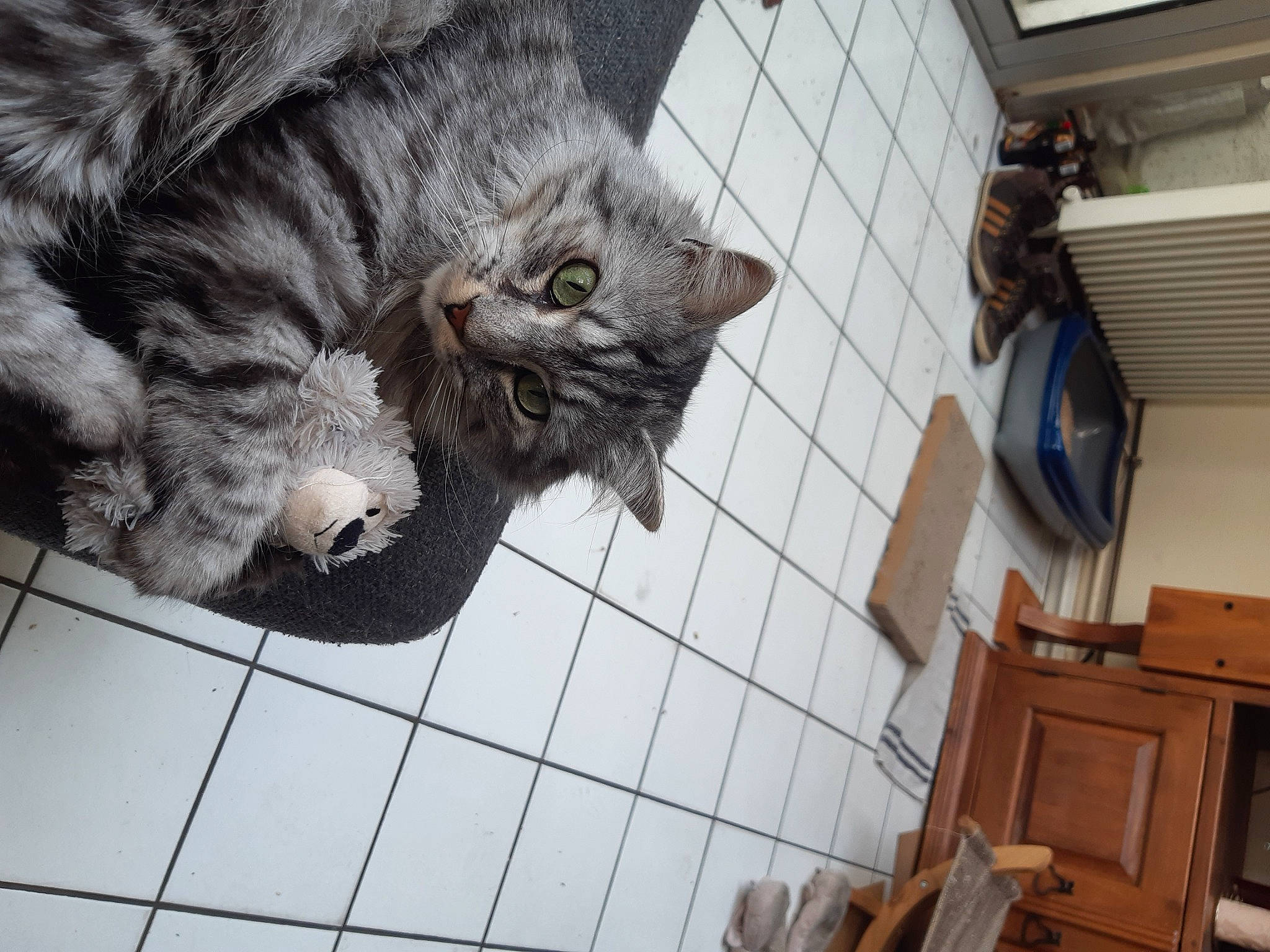 Cecil participe au concours pour gagner de l'argent avec cette photo : animal_shelter, black_cat, carnivore, cat, claw, domestic_short_haired_cat, felidae, floor, flooring, fur, hardwood, mammal, paw, small_to_medium_sized_cats, snout, tail, terrestrial_animal, vertebrate, whiskers, wood