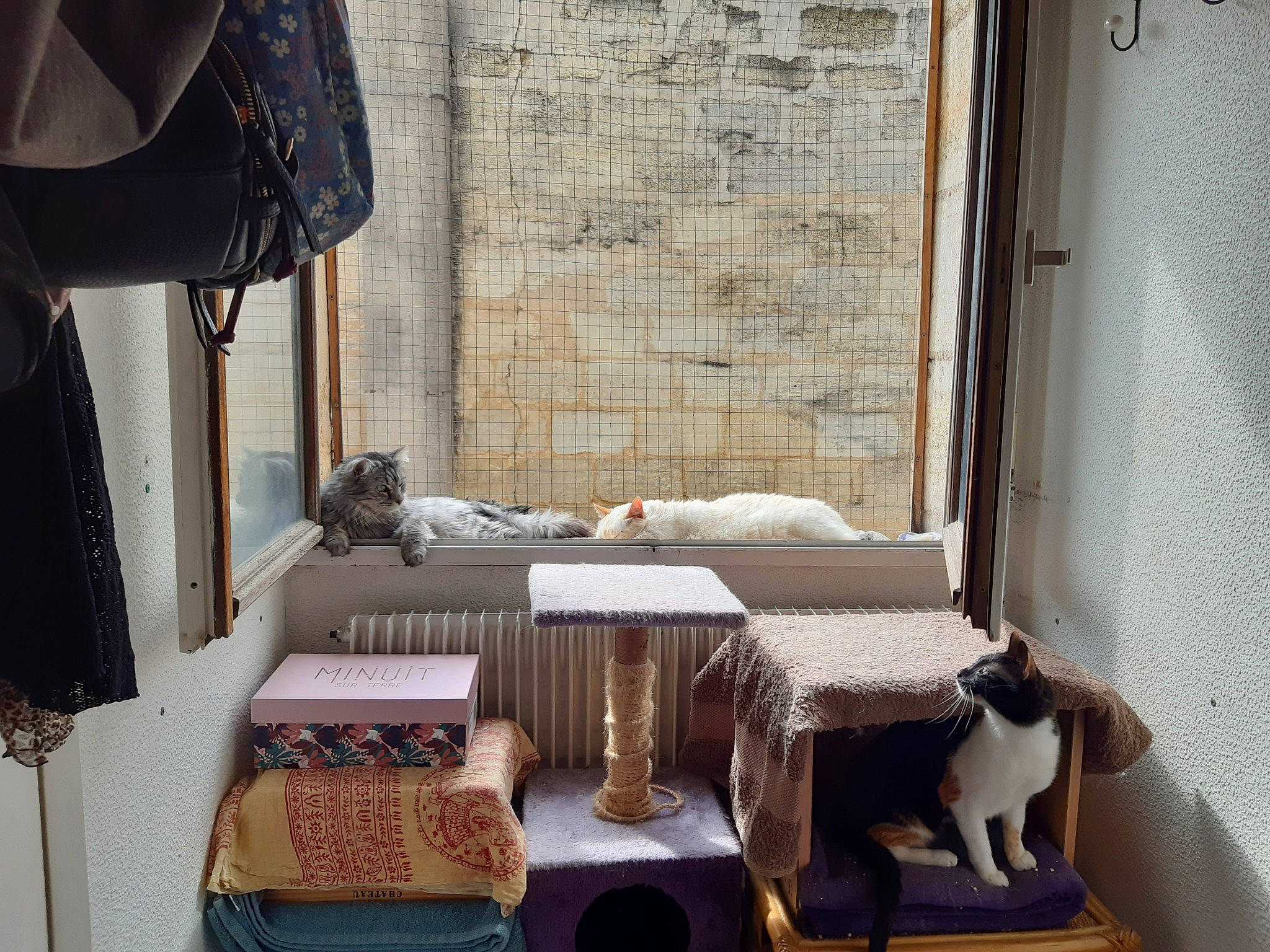 Cecil participe au concours pour gagner de l'argent avec cette photo : carnivore, cat, cat_supply, comfort, fawn, felidae, flooring, hardwood, house, interior_design, linens, living_room, pet_supply, room, small_to_medium_sized_cats, tail, textile, window, window_treatment, wood