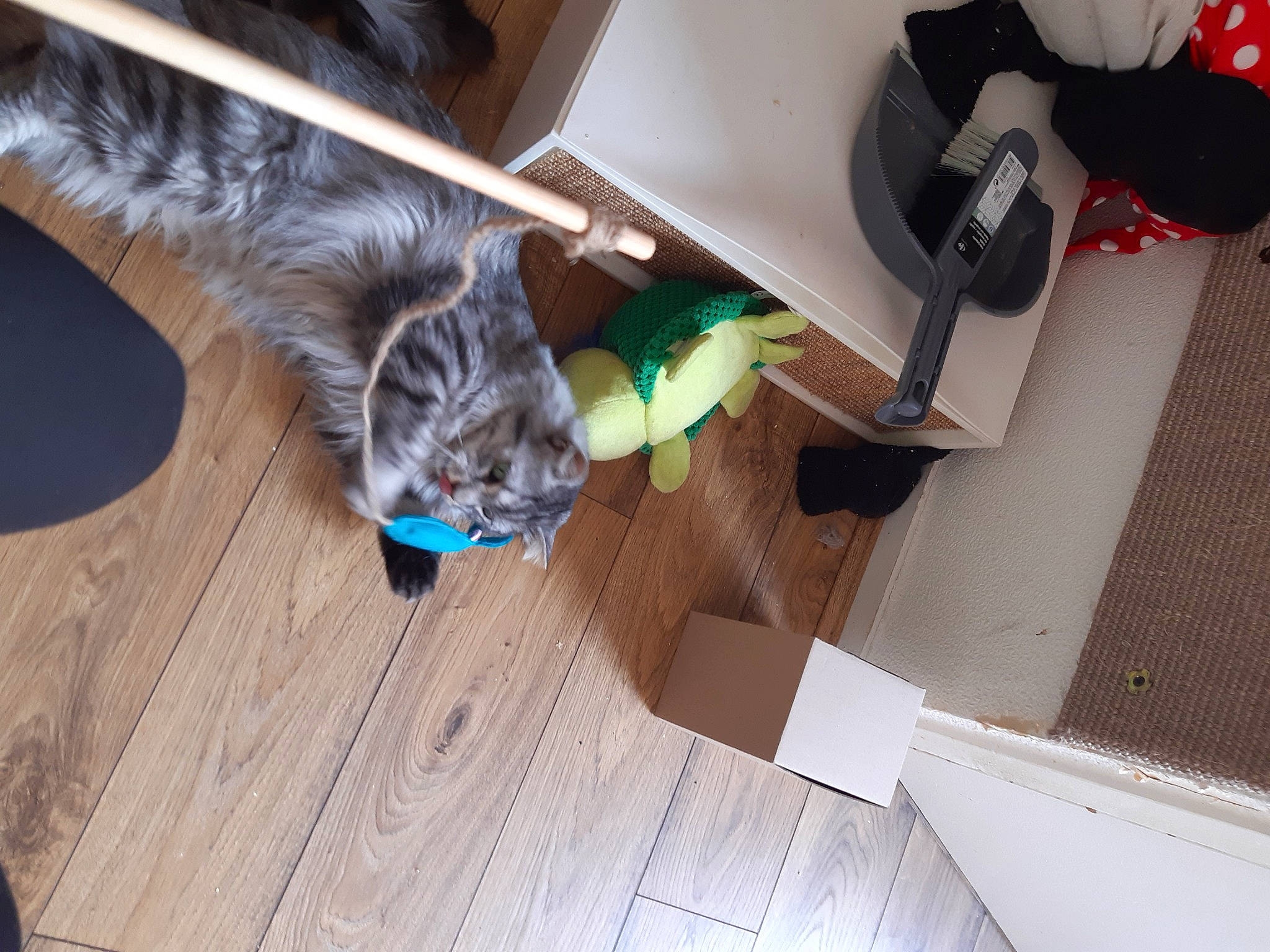 Cecil participe au concours pour gagner de l'argent avec cette photo : box, carmine, carnivore, cat, comfort, domestic_short_haired_cat, felidae, flooring, fur, hardwood, laminate_flooring, plywood, room, shipping_box, small_to_medium_sized_cats, tail, whiskers, wood, wood_flooring, wood_stain