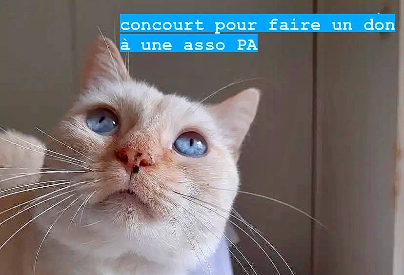 Léonard participe au concours pour gagner de l'argent avec cette photo : carnivore, cat, domestic_short_haired_cat, felidae, font, fur, paw, photo_caption, small_to_medium_sized_cats, snout, whiskers