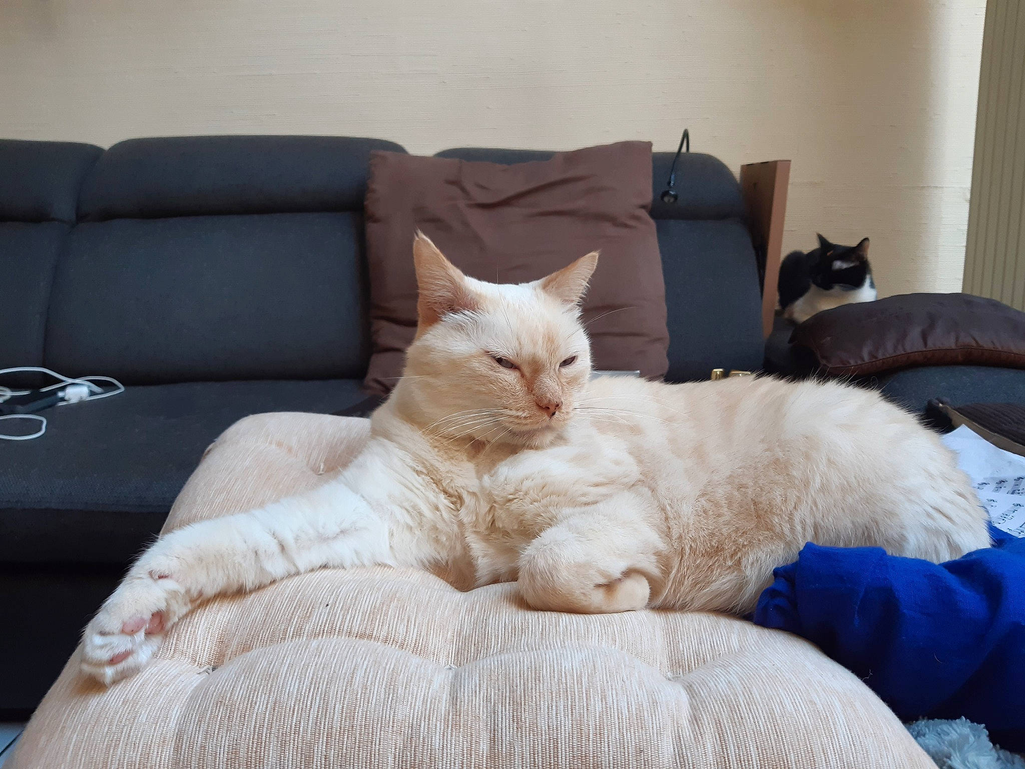 Léonard a rejoint le concours — aidez-le/la à gagner de superbes lots ! bed, bedding, carnivore, cat, comfort, couch, domestic_short_haired_cat, felidae, flooring, fur, furniture, linens, living_room, room, small_to_medium_sized_cats, tail, textile, throw_pillow, whiskers, wood