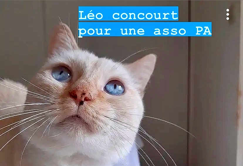 Léonard