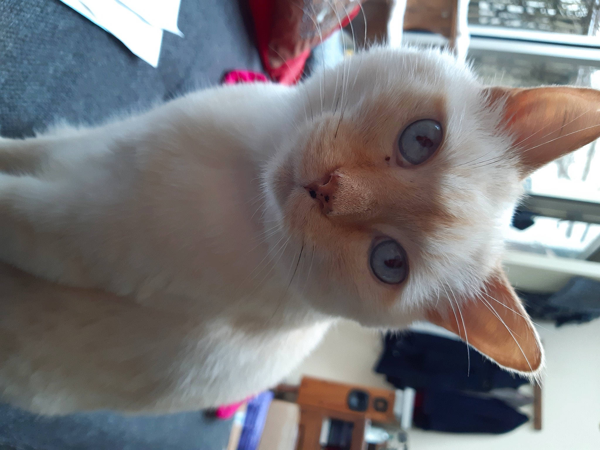 Léonard a rejoint le concours — aidez-le/la à gagner de superbes lots ! balinese, carnivore, cat, claw, collar, domestic_short_haired_cat, fang, fawn, felidae, fur, paw, small_to_medium_sized_cats, snout, tail, thai, whiskers