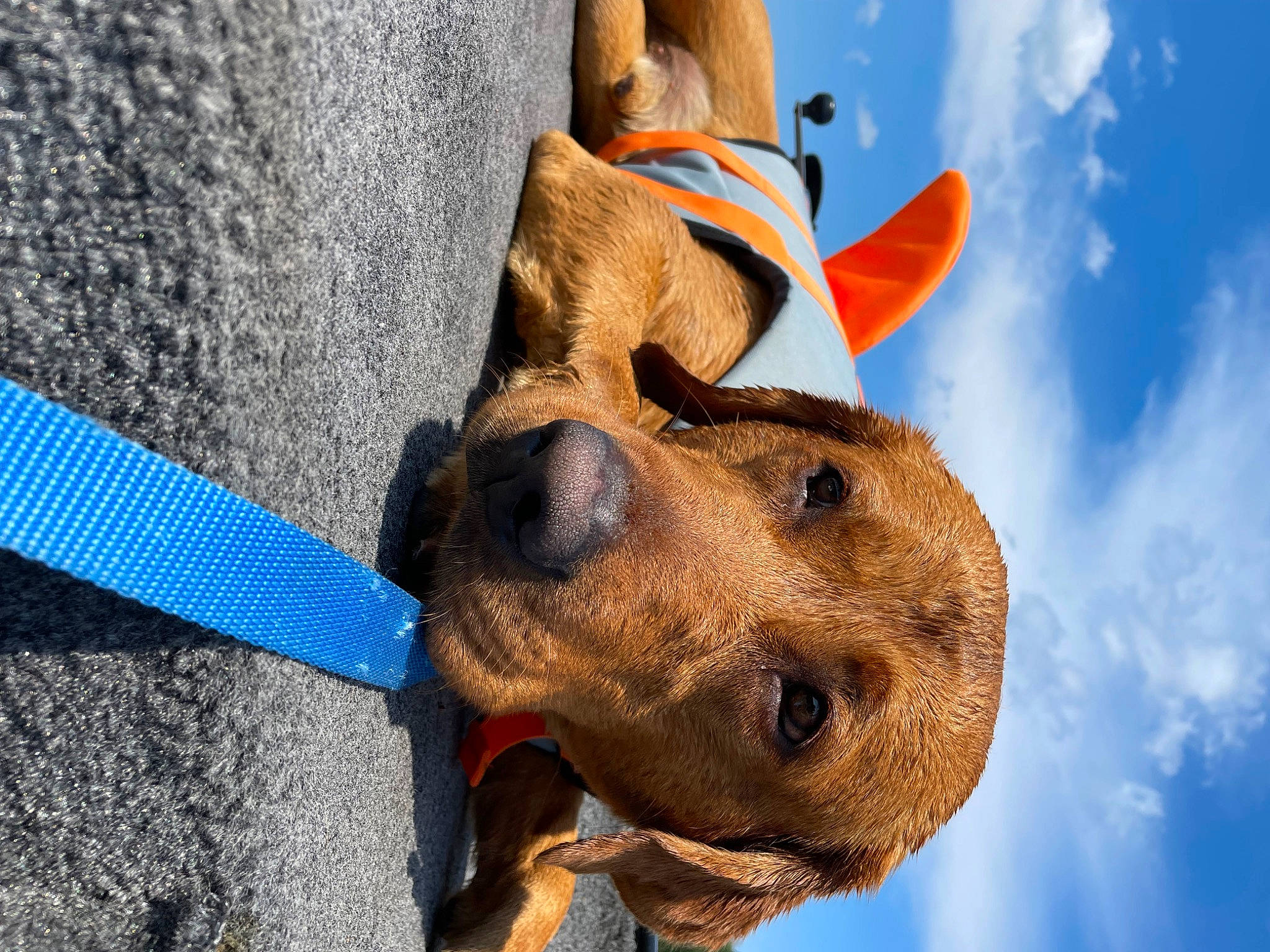 Hank joined the competition — help win amazing prizes! art, blue, canidae, carnivore, cloud, collar, companion_dog, dog, dog_breed, dog_collar, electric_blue, fawn, hat, personal_protective_equipment, sculpture, sky, snout, sporting_group, sun_hat, working_animal