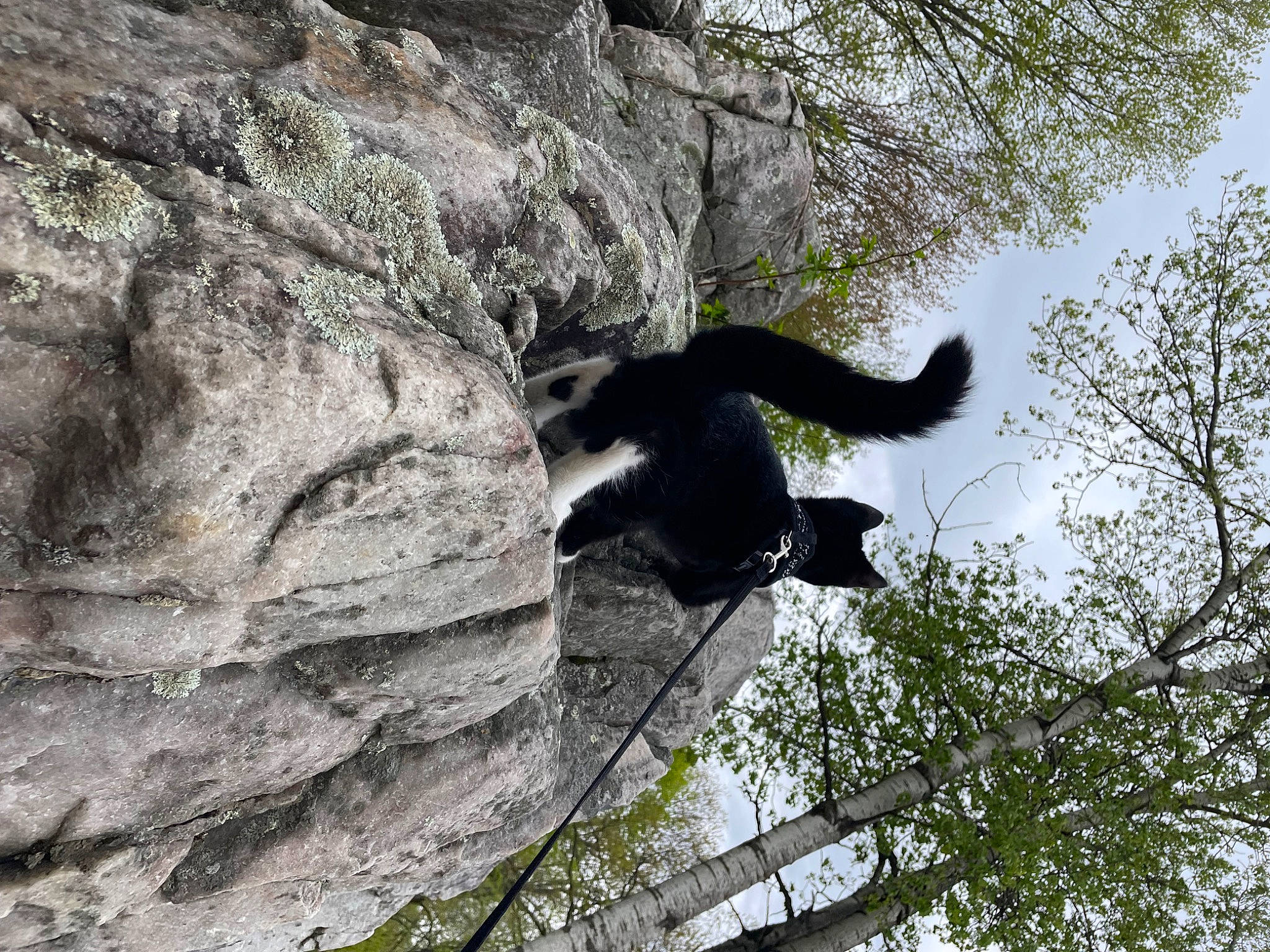 Donny joined the competition — help win amazing prizes! bedrock, canidae, carnivore, cat, dog_breed, felidae, grass, outcrop, plant, rock, shadow, sky, small_to_medium_sized_cats, sporting_group, tail, terrestrial_animal, tree, trunk, twig, wood