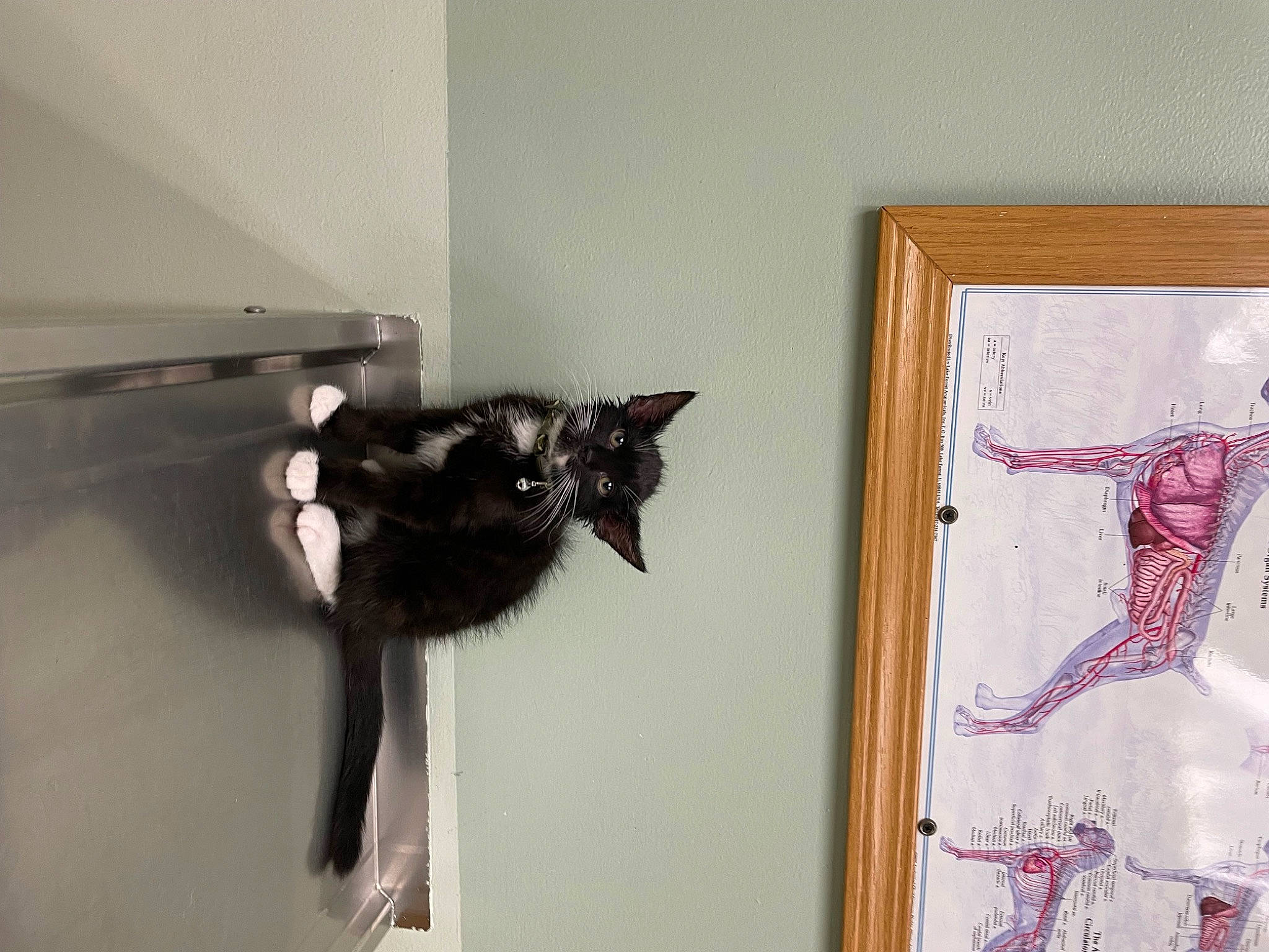 Donny joined the competition — help win amazing prizes! art, black_cat, carnivore, cat, curtain, domestic_short_haired_cat, felidae, fur, hardwood, home_accessories, linens, picture_frame, room, shelf, small_to_medium_sized_cats, tail, twig, visual_arts, whiskers, wood