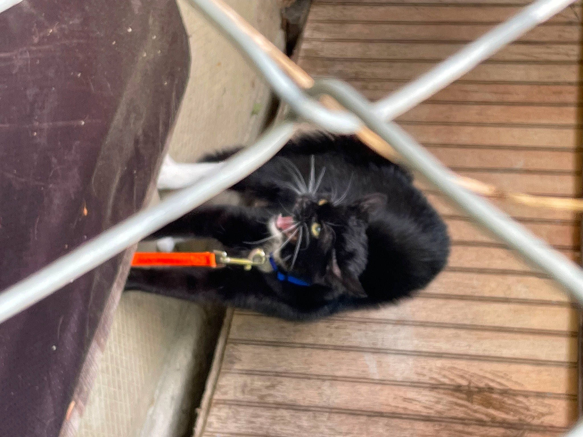 Donny is registered to the contest to win money with this photo: automotive_tire, cable, carnivore, cat, coil, electrical_wiring, felidae, fur, gas, hardwood, household_cleaning_supply, rim, rodent, small_to_medium_sized_cats, snout, tail, terrestrial_animal, whiskers, wire, wood