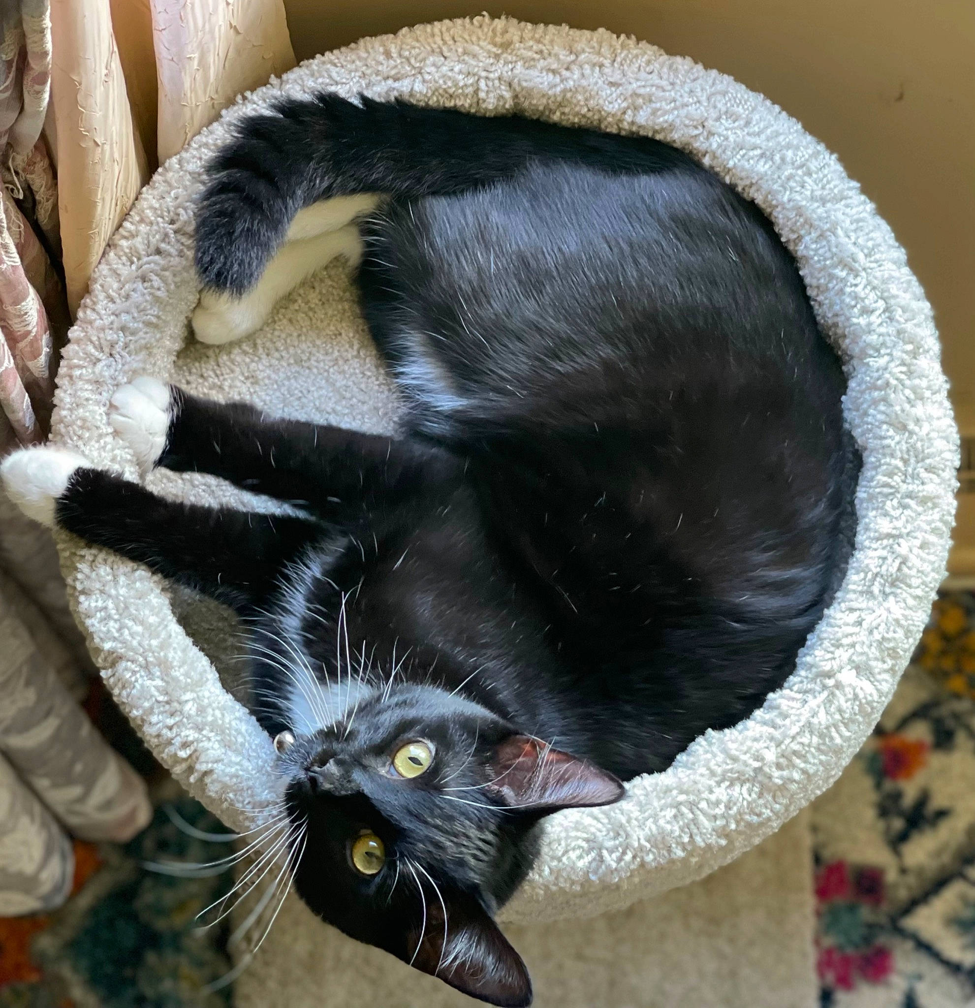 Donny joined the competition — help win amazing prizes! black_cat, carnivore, cat, cat_bed, cat_supply, claw, comfort, domestic_short_haired_cat, felidae, fur, mammal, paw, small_to_medium_sized_cats, snout, tail, terrestrial_animal, tree, vertebrate, whiskers, window