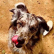 Shiva participe au concours pour gagner de l'argent avec cette photo : dog, pet, canine, long_hair, floppy_ears, tongue, licking, sitting, outdoor, patio, concrete, sunlight, portrait, close_up, animal, brown_fur, gray_fur, black_fur, playful, cute