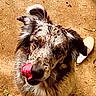dog, pet, canine, long_hair, floppy_ears, tongue, licking, sitting, outdoor, patio, concrete, sunlight, portrait, close_up, animal, brown_fur, gray_fur, black_fur, playful, cute