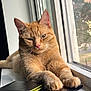 cat, ginger_cat, animal, pet, windowsill, passport, wallet, indoor, natural_light, relaxed, paw, feline, closeup, domestic_cat, orange_fur, resting, window, daylight, pink_nose, whiskers