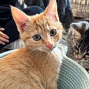 Tigger is registered to the contest to win money with this photo: kitten, cat, orange_cat, tabby_cat, basket, indoor, pet, close_up, feline, fur, whiskers, eyes, curious, cute, animal, domestic, cozy, friendship, soft_light, background_blur