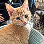 kitten, cat, orange_cat, tabby_cat, basket, indoor, pet, close_up, feline, fur, whiskers, eyes, curious, cute, animal, domestic, cozy, friendship, soft_light, background_blur