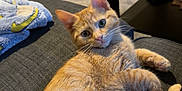Tigger is registered to the contest to win money with this photo: cat, orange_tabby, couch, blanket, living_room, curious, pet, feline, indoor, relaxed, fur, whiskers, ears, eyes, table, snacks, carpet, cozy, home, resting