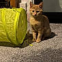 Tigger is registered to the contest to win money with this photo: kitten, cat, orange_cat, pet, animal, indoor, carpet, toy, yellow_tunnel, furniture, curious, sitting, small_animal, domestic_cat, household, floor, play, cute, young_cat, feline