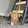Tigger is registered to the contest to win money with this photo: kitten, cat, orange_tabby, toy_mouse, feathers, scratching_post, carpet, indoor, pet, cute, feline, animal, playful, young_cat, green_eyes, resting, home, floor, paw, curious
