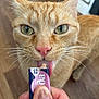 cat, ginger_cat, close_up, licking, treat, human_hand, floor, wooden_floor, pet, animal, whiskers, pink_nose, green_eyes, indoor, curious, tongue, feline, feeding, cute, domestic_cat