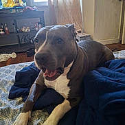 Smoky is registered to the contest to win money with this photo: bed, blanket, bottle, box, brown_dog, clutter, curtain, dog, floor, furniture, indoor, mouth_open, person_on_tv, pitbull, shoe, sitting, television, white_paws, window, wooden_floor