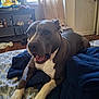 bed, blanket, bottle, box, brown_dog, clutter, curtain, dog, floor, furniture, indoor, mouth_open, person_on_tv, pitbull, shoe, sitting, television, white_paws, window, wooden_floor