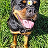 animal, canine, cute, daisy, dog, ears, flower, fur, grass, happy, muzzle, nature, outdoor, paw, pet, playful, rottweiler, smiling, sunlight, tongue_out