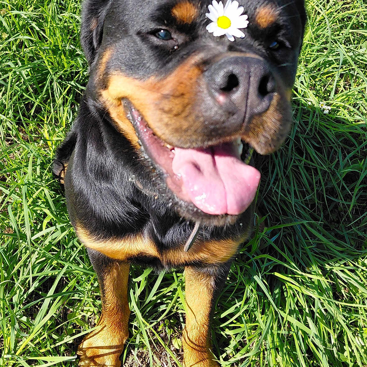 Thao participe au concours pour gagner de l'argent avec cette photo : animal, canine, cute, daisy, dog, ears, flower, fur, grass, happy, muzzle, nature, outdoor, paw, pet, playful, rottweiler, smiling, sunlight, tongue_out