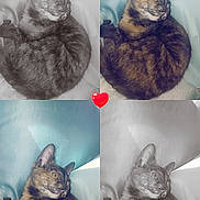 Pickles is registered to the contest to win money with this photo: animal, black_and_white, cat, close_up, collage, color, curled_up, cute, ears, feline, four_panel, fur, heart, indoor, pet, portrait, relaxed, resting, soft_surface, whiskers