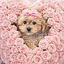 puppy, dog, small_dog, rose, roses, bouquet, pink, bow, floral_arrangement, heart_shape, cute, portrait, close_up, fur, pet, accessory, bouquet_centerpiece, soft_lighting, studio_shot, romantic