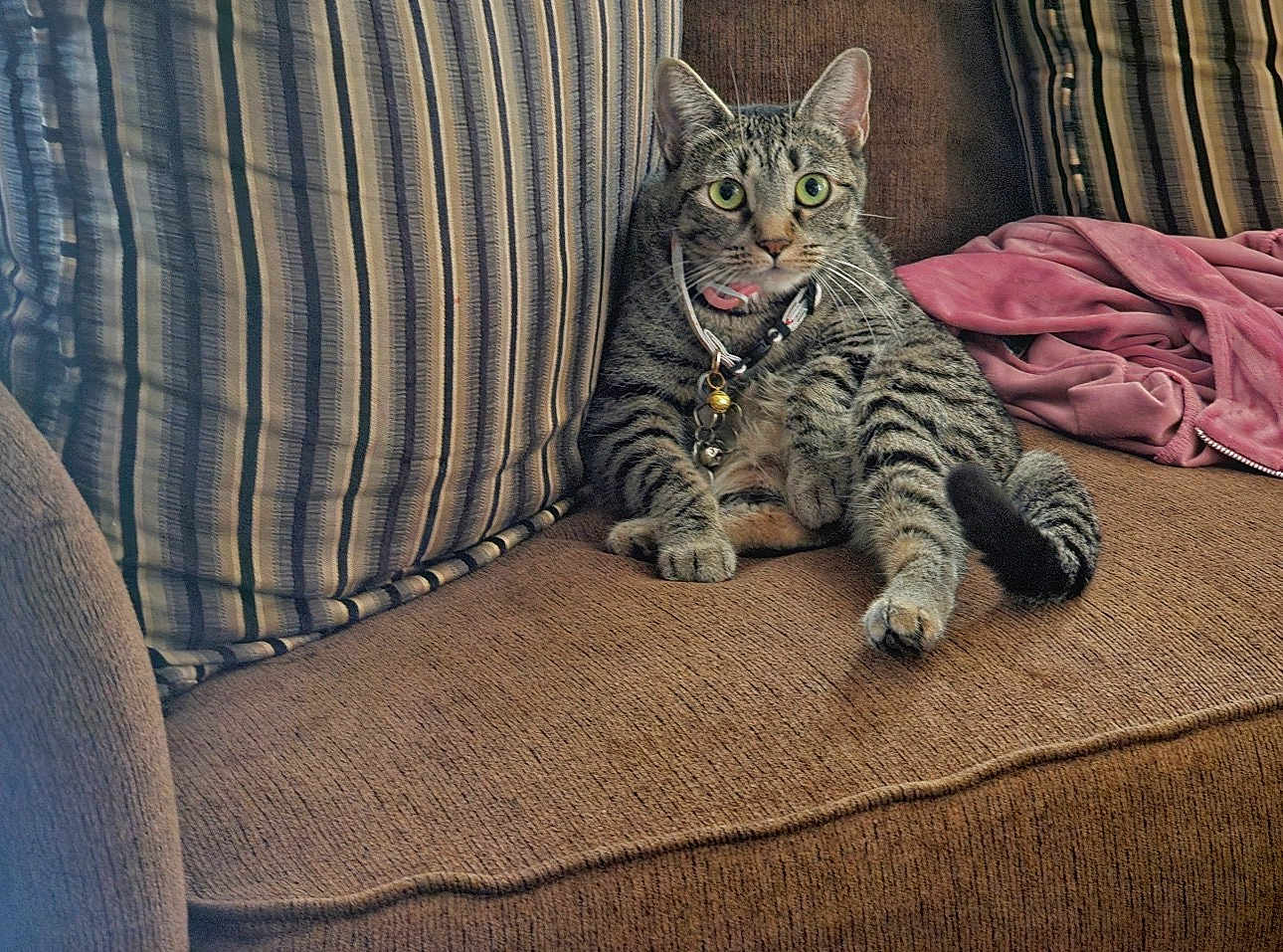 Pretty Star is registered to the contest to win money with this photo: cat, tabby_cat, striped, couch, sofa, brown, striped_cushion, pink_blanket, pet, indoor, relaxed, feline, collar, bells, whiskers, wide_eyes, fur, domestic_cat, resting, curious