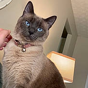 Fiona joined the competition — help win amazing prizes! animal, bell, blue_eyes, cat, collar, cozy, domestic, ears, feline, fur, hand, home, indoor, lamp, looking, pet, portrait, siamese_cat, sitting, whiskers