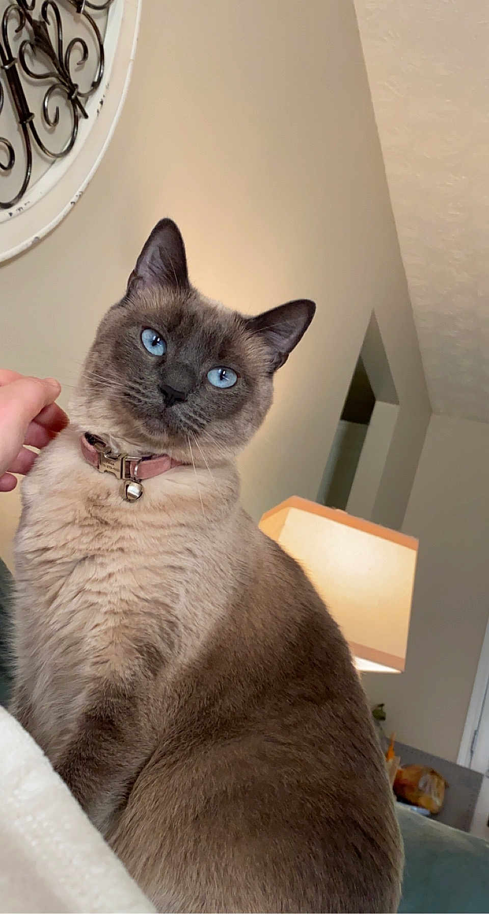 Fiona joined the competition — help win amazing prizes! animal, bell, blue_eyes, cat, collar, cozy, domestic, ears, feline, fur, hand, home, indoor, lamp, looking, pet, portrait, siamese_cat, sitting, whiskers
