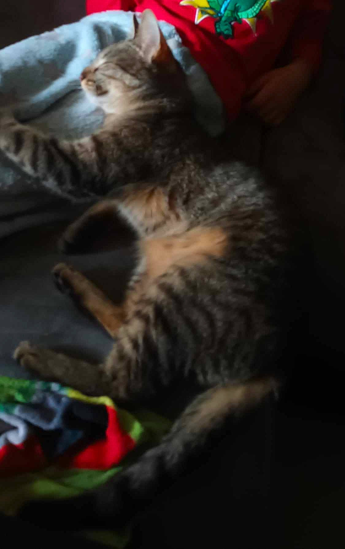 Vania a rejoint le concours — aidez-le/la à gagner de superbes lots ! carnivore, cat, claw, cloud, comfort, darkness, domestic_short_haired_cat, felidae, fur, paw, small_to_medium_sized_cats, tail, whiskers