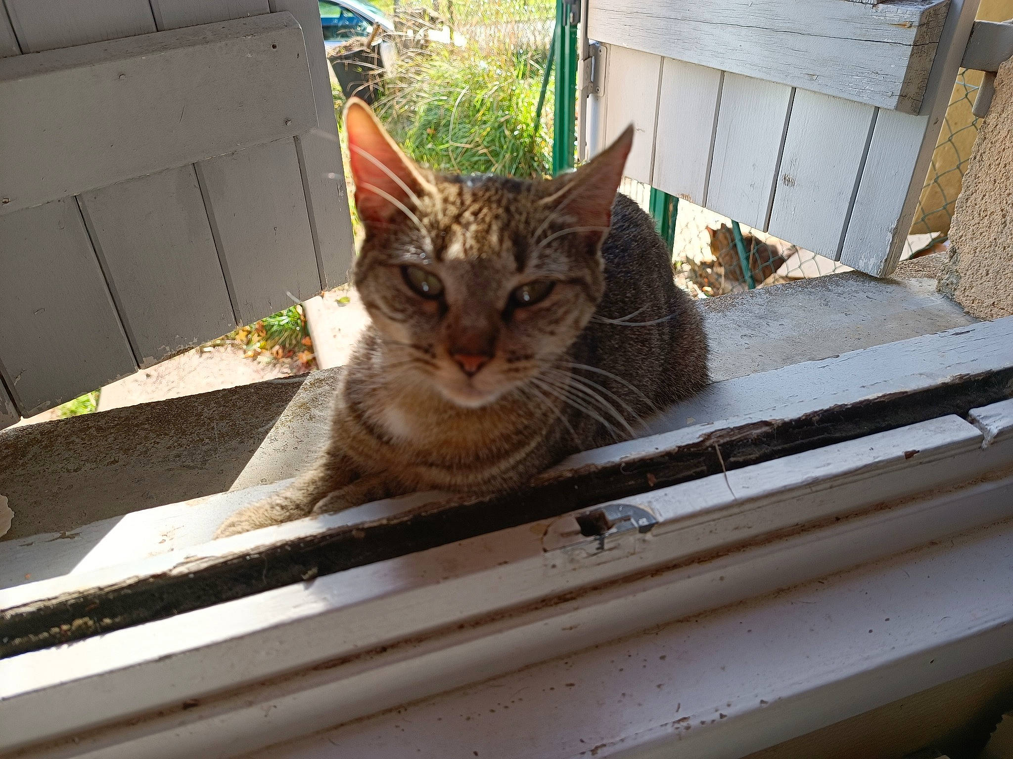 Vania participe au concours pour gagner de l'argent avec cette photo : automotive_lighting, automotive_tire, brown, carnivore, cat, domestic_short_haired_cat, fawn, felidae, fur, motor_vehicle, plant, small_to_medium_sized_cats, snout, tail, terrestrial_animal, tree, whiskers, wildlife, window, wood