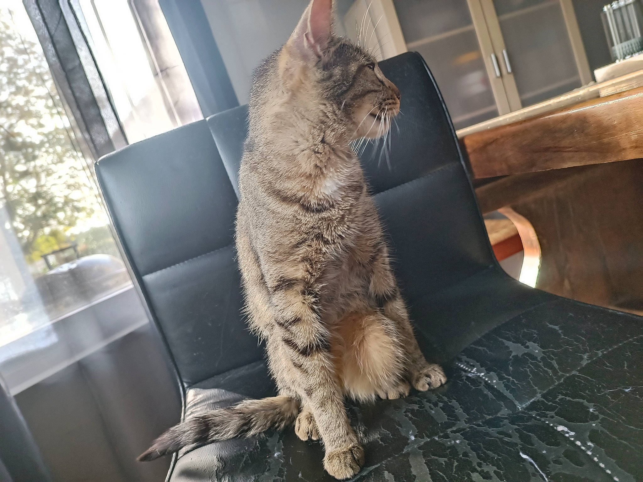 Vania a rejoint le concours — aidez-le/la à gagner de superbes lots ! carnivore, cat, claw, comfort, domestic_short_haired_cat, fawn, felidae, fur, nap, paw, sitting, small_to_medium_sized_cats, snout, tail, terrestrial_animal, vehicle, whiskers, wildlife, window, wood