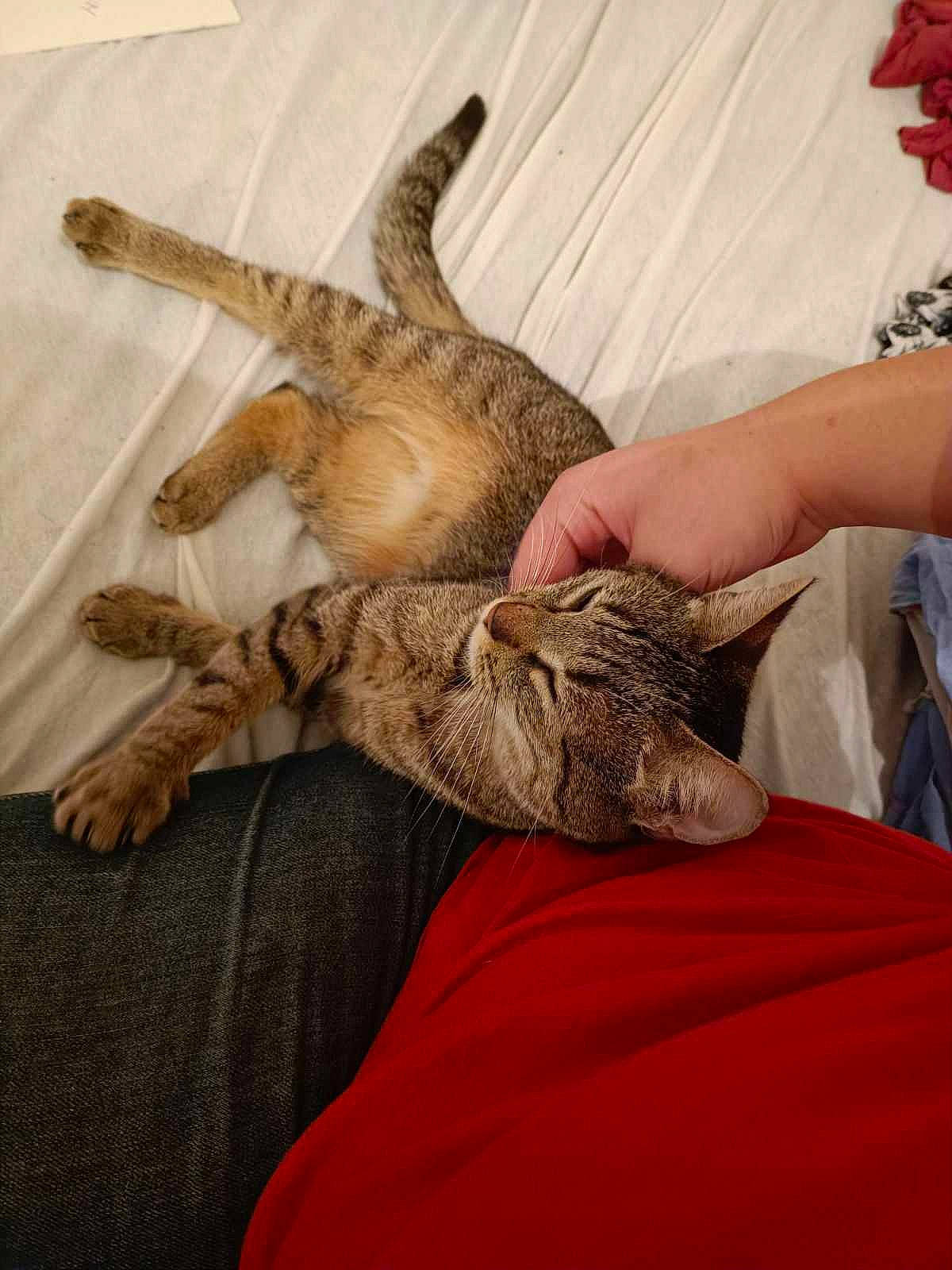 Vania a rejoint le concours — aidez-le/la à gagner de superbes lots ! arm, carnivore, cat, claw, comfort, domestic_short_haired_cat, elbow, fawn, felidae, fur, gesture, hand, leg, mammal, small_to_medium_sized_cats, tail, terrestrial_animal, veterinarian, whiskers, wildlife_biologist