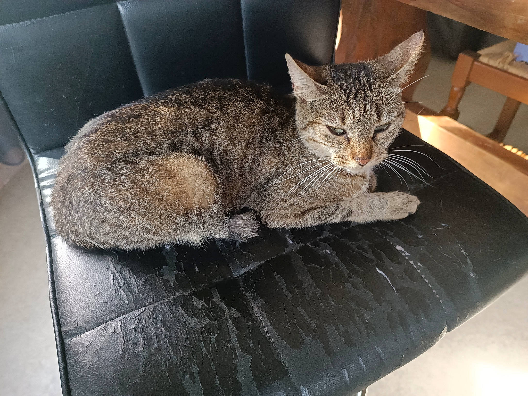 Vania participe au concours pour gagner de l'argent avec cette photo : carnivore, cat, cat_bed, cat_supply, chair, claw, comfort, couch, domestic_short_haired_cat, felidae, fur, nap, paw, sitting, small_to_medium_sized_cats, snout, tail, terrestrial_animal, whiskers, window