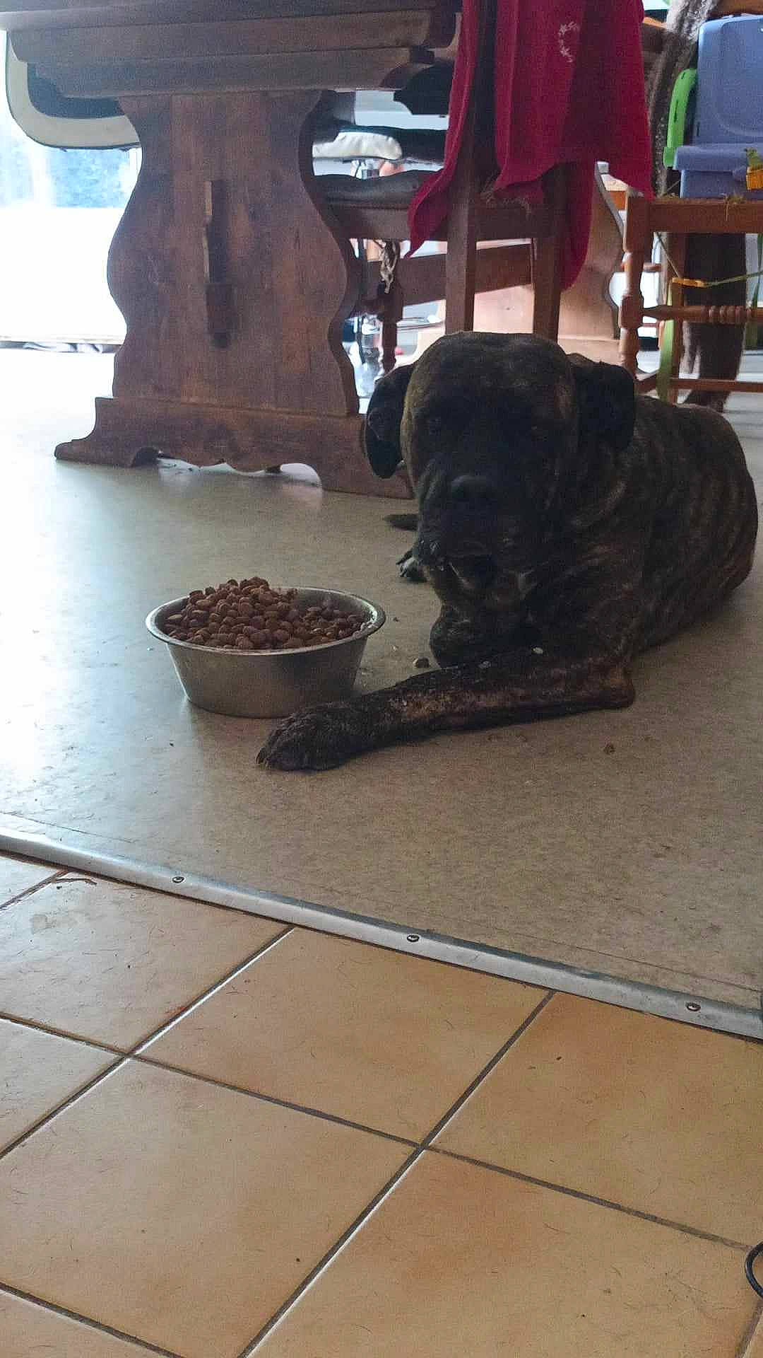 Niro a rejoint le concours — aidez-le/la à gagner de superbes lots ! automotive_tire, companion_dog, dog, dog_bed, dog_breed, floor, flooring, foot, fur, hardwood, road_surface, rock, sidewalk, sitting, slipper, tire, wood, wood_flooring