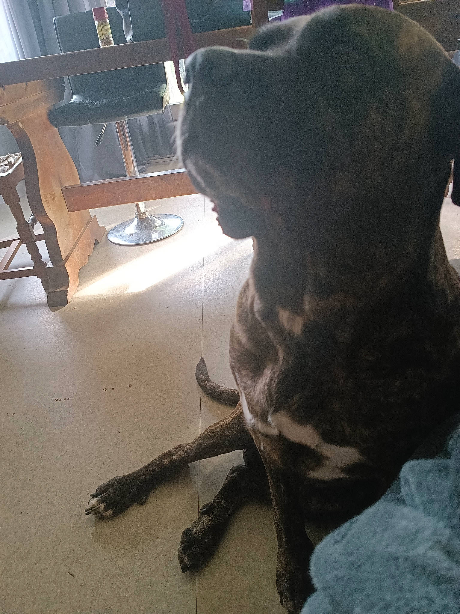 Niro a rejoint le concours — aidez-le/la à gagner de superbes lots ! borador, carnivore, chair, companion_dog, dog, dog_breed, fawn, flooring, fur, guard_dog, gun_dog, hardwood, liver, sitting, sporting_group, tail, terrestrial_animal, whiskers, wood, working_animal