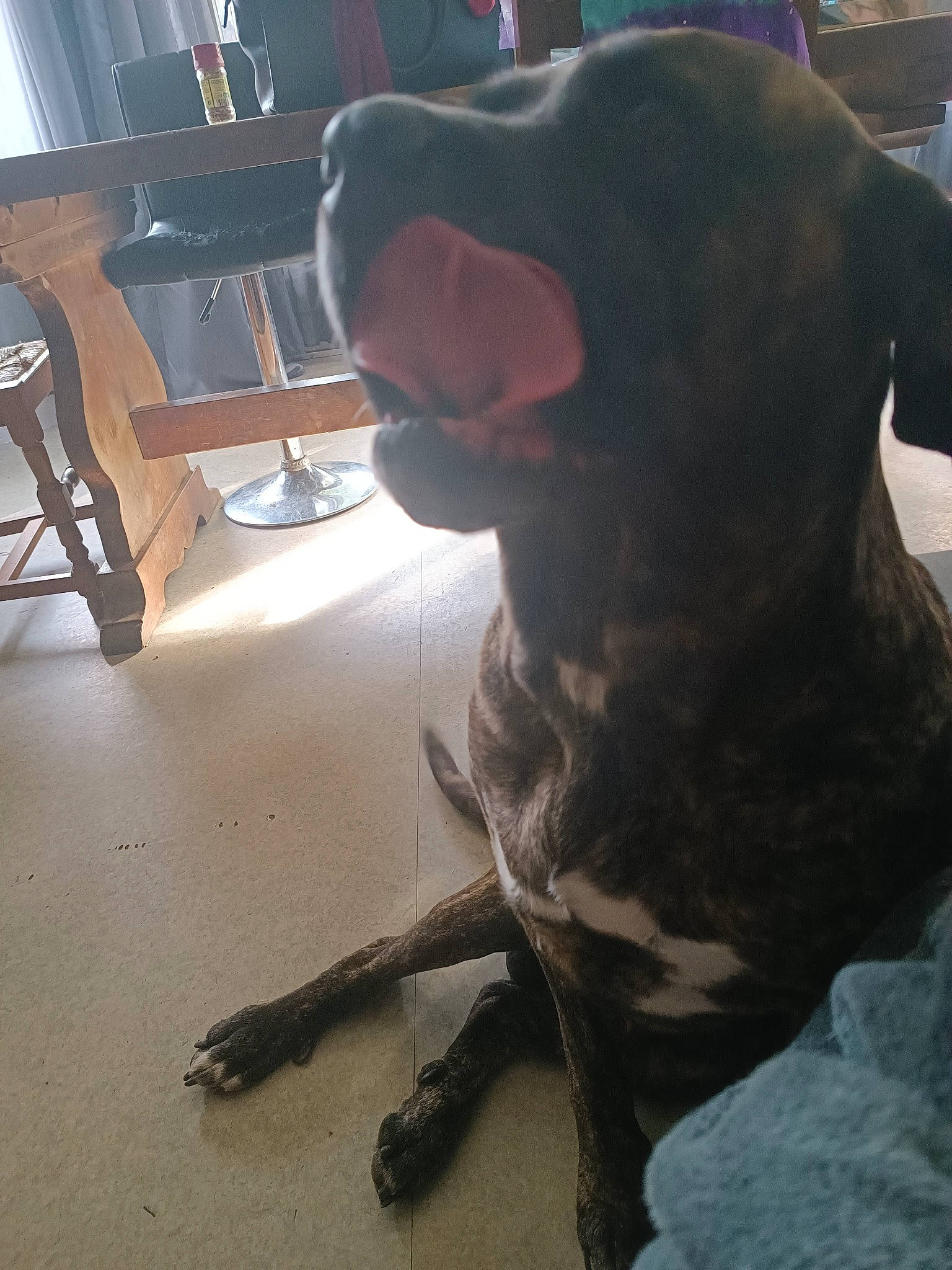 Niro a rejoint le concours — aidez-le/la à gagner de superbes lots ! canidae, carnivore, chair, comfort, companion_dog, dog, dog_breed, ear, fawn, flooring, fur, guard_dog, hardwood, liver, snout, sporting_group, tail, whiskers, wood, working_animal