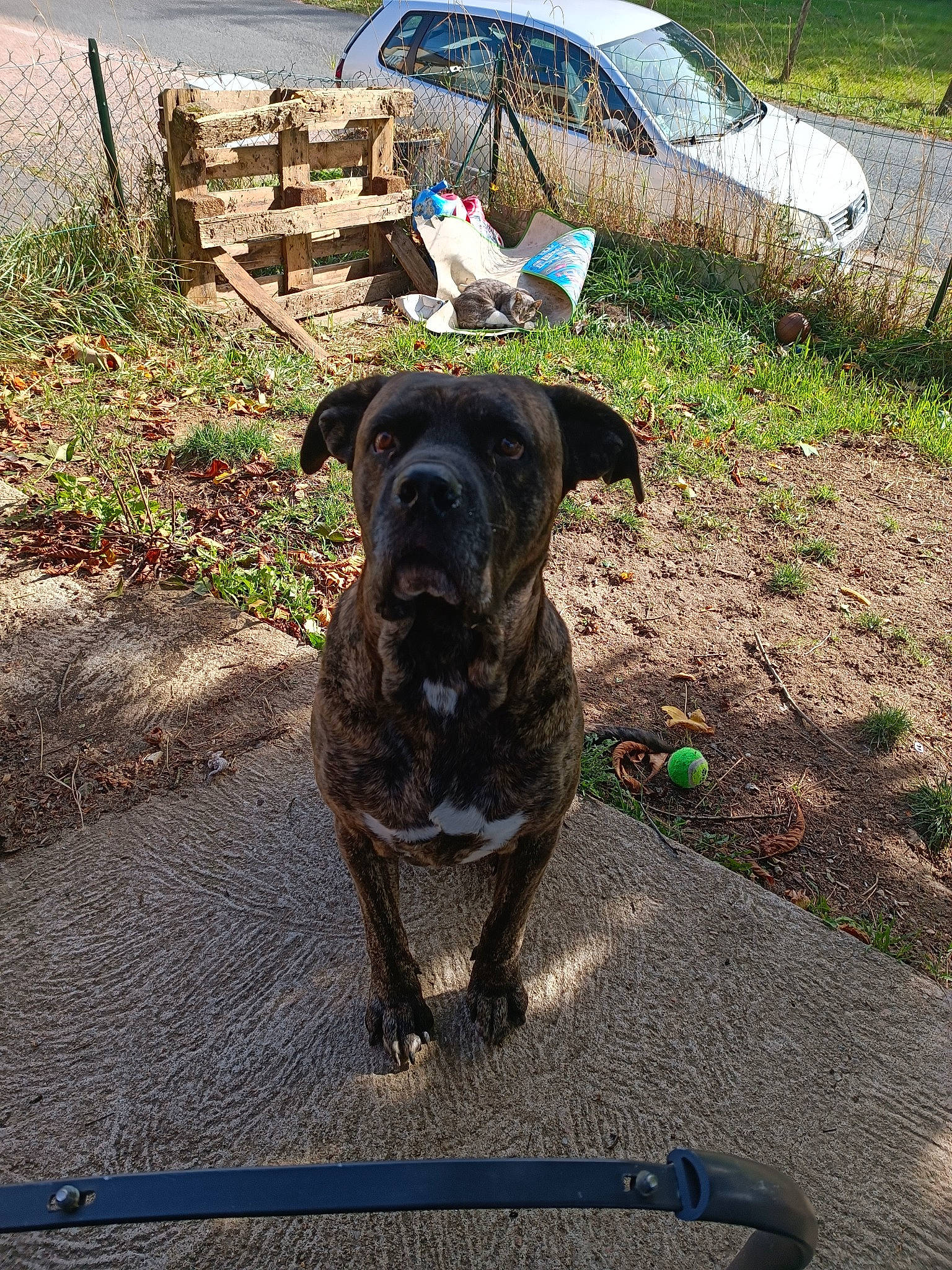 Niro participe au concours pour gagner de l'argent avec cette photo : car, carnivore, collar, companion_dog, dog, dog_breed, dog_collar, grass, guard_dog, liver, plant, road_surface, soil, street_dog, tail, terrestrial_animal, tire, umbrella, vehicle, working_animal