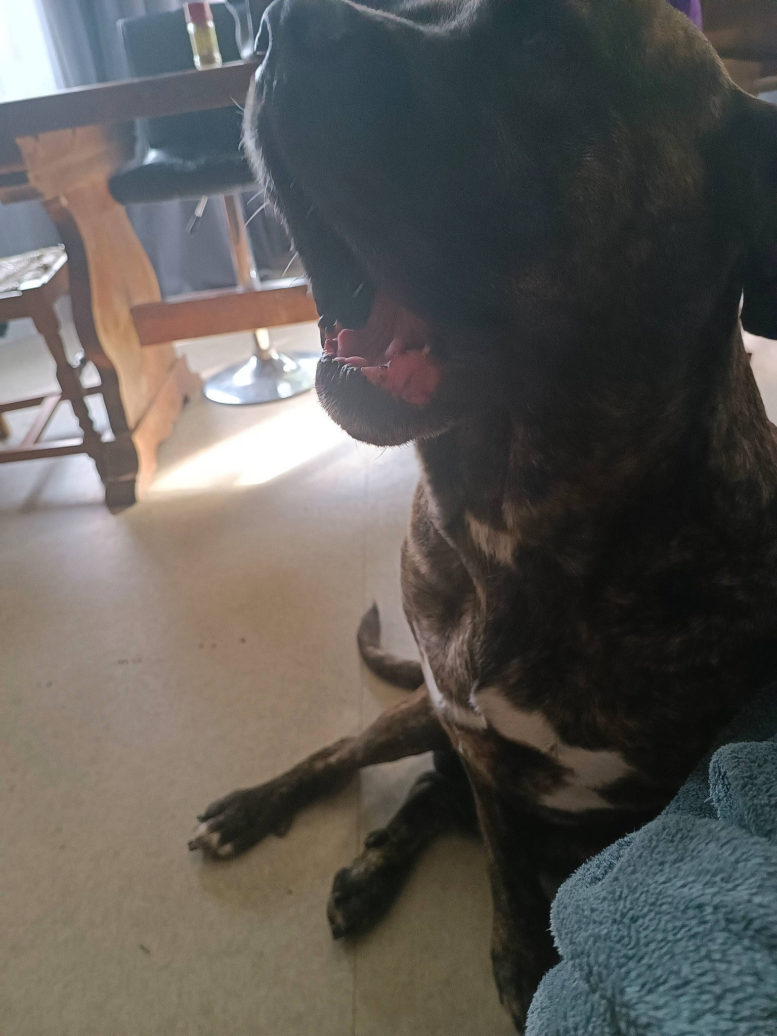 Niro a rejoint le concours — aidez-le/la à gagner de superbes lots ! canidae, carnivore, companion_dog, dog, dog_breed, fawn, felidae, flooring, fur, guard_dog, hardwood, jaw, liver, snout, sporting_group, tail, toy_dog, whiskers, wood, working_animal