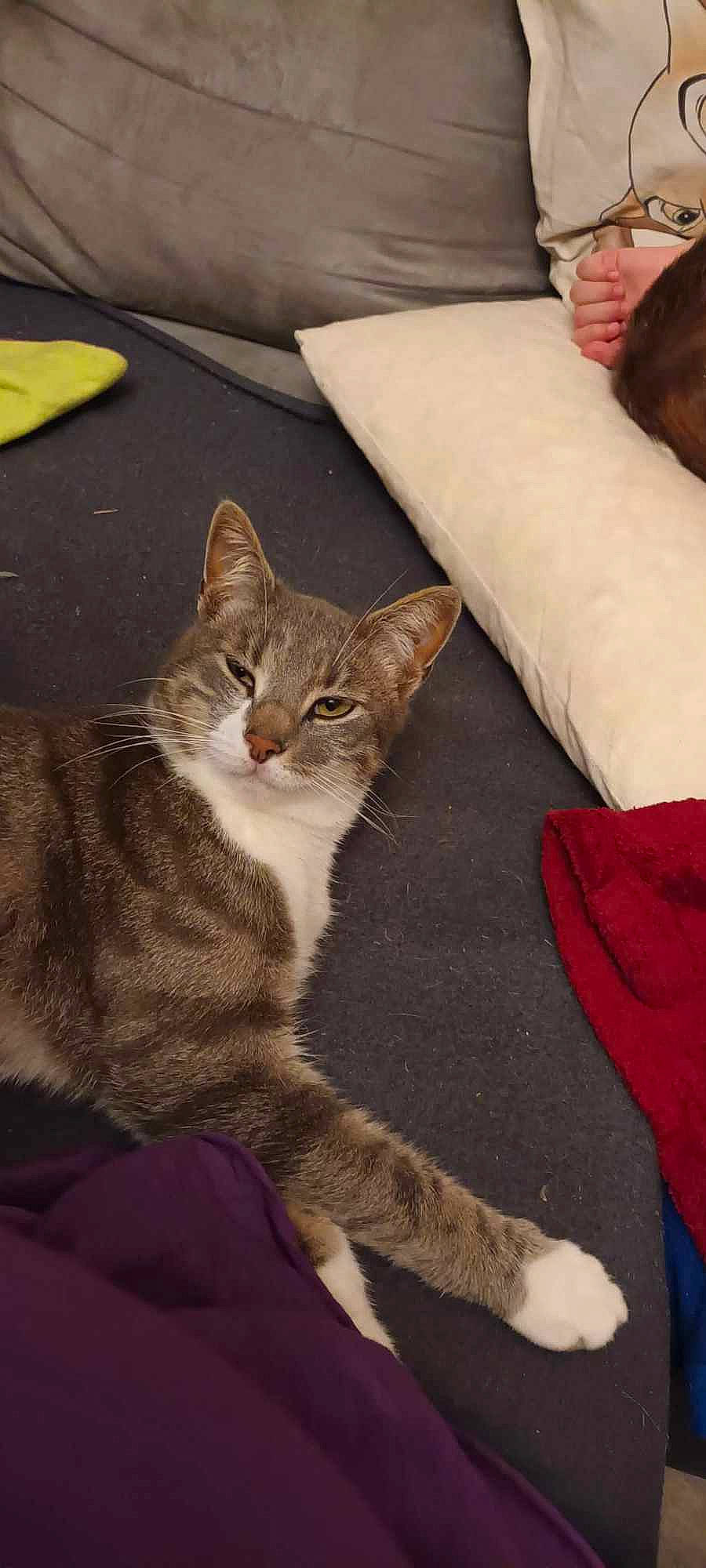 Awawou participe au concours pour gagner de l'argent avec cette photo : carmine, carnivore, cat, claw, comfort, couch, domestic_short_haired_cat, fawn, felidae, fur, human_leg, linens, paw, sitting, small_to_medium_sized_cats, snout, tail, terrestrial_animal, whiskers, wrist