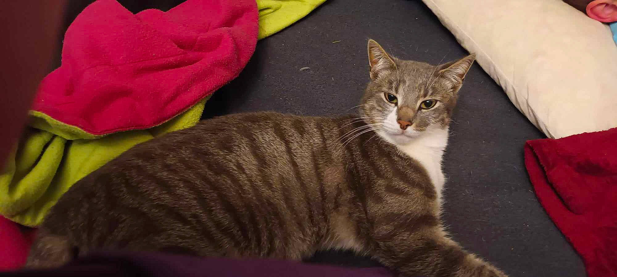 Awawou a rejoint le concours — aidez-le/la à gagner de superbes lots ! carmine, carnivore, cat, claw, domestic_short_haired_cat, fawn, felidae, fur, paw, small_to_medium_sized_cats, snout, tail, terrestrial_animal, tree, whiskers, window