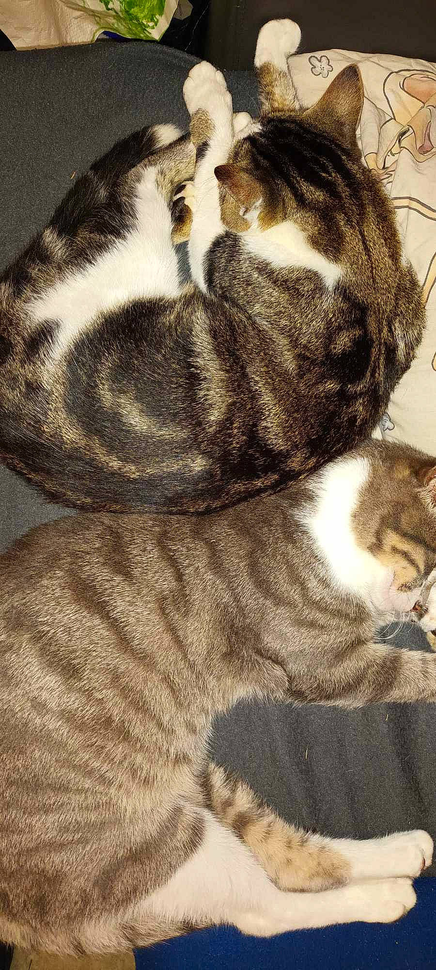 Awawou participe au concours pour gagner de l'argent avec cette photo : carnivore, cat, claw, comfort, domestic_short_haired_cat, eye, fawn, felidae, fur, head, nap, pattern, paw, small_to_medium_sized_cats, snout, tail, terrestrial_animal, whiskers, wildlife, wrinkle