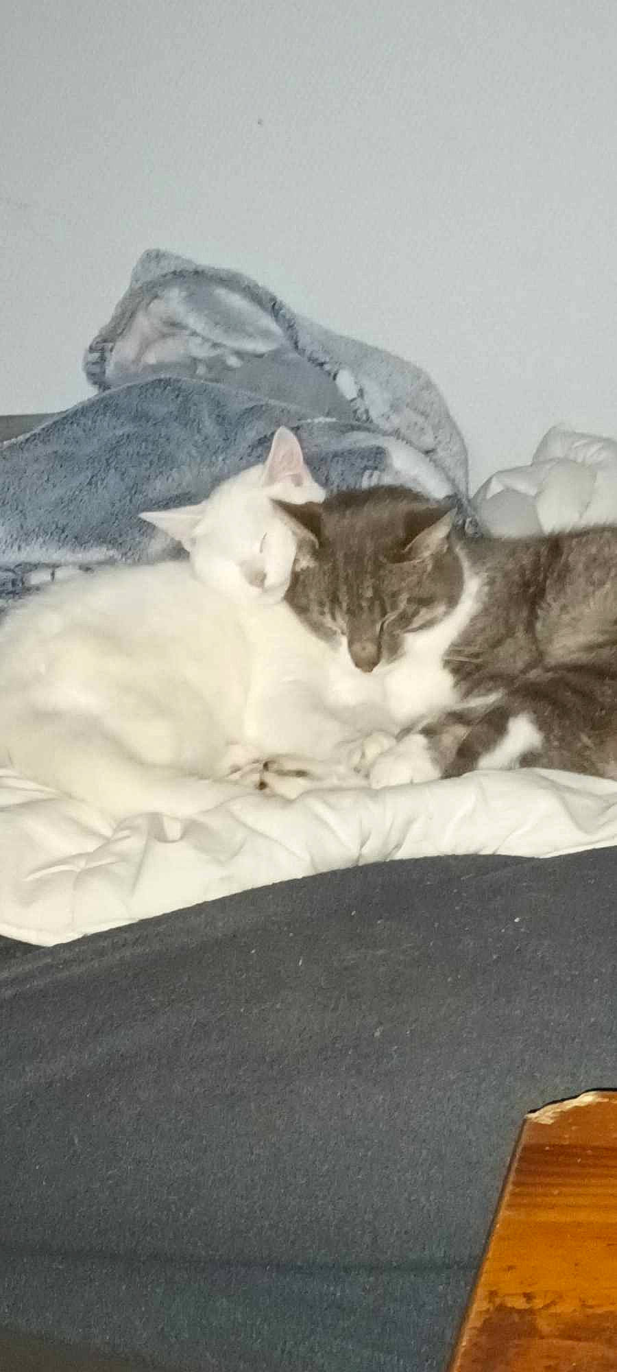 Awawou a rejoint le concours — aidez-le/la à gagner de superbes lots ! bed, bed_sheet, bedding, carnivore, cat, comfort, domestic_short_haired_cat, duvet, felidae, fur, grey, linens, mammal, nap, paw, small_to_medium_sized_cats, tail, vertebrate, whiskers, wood