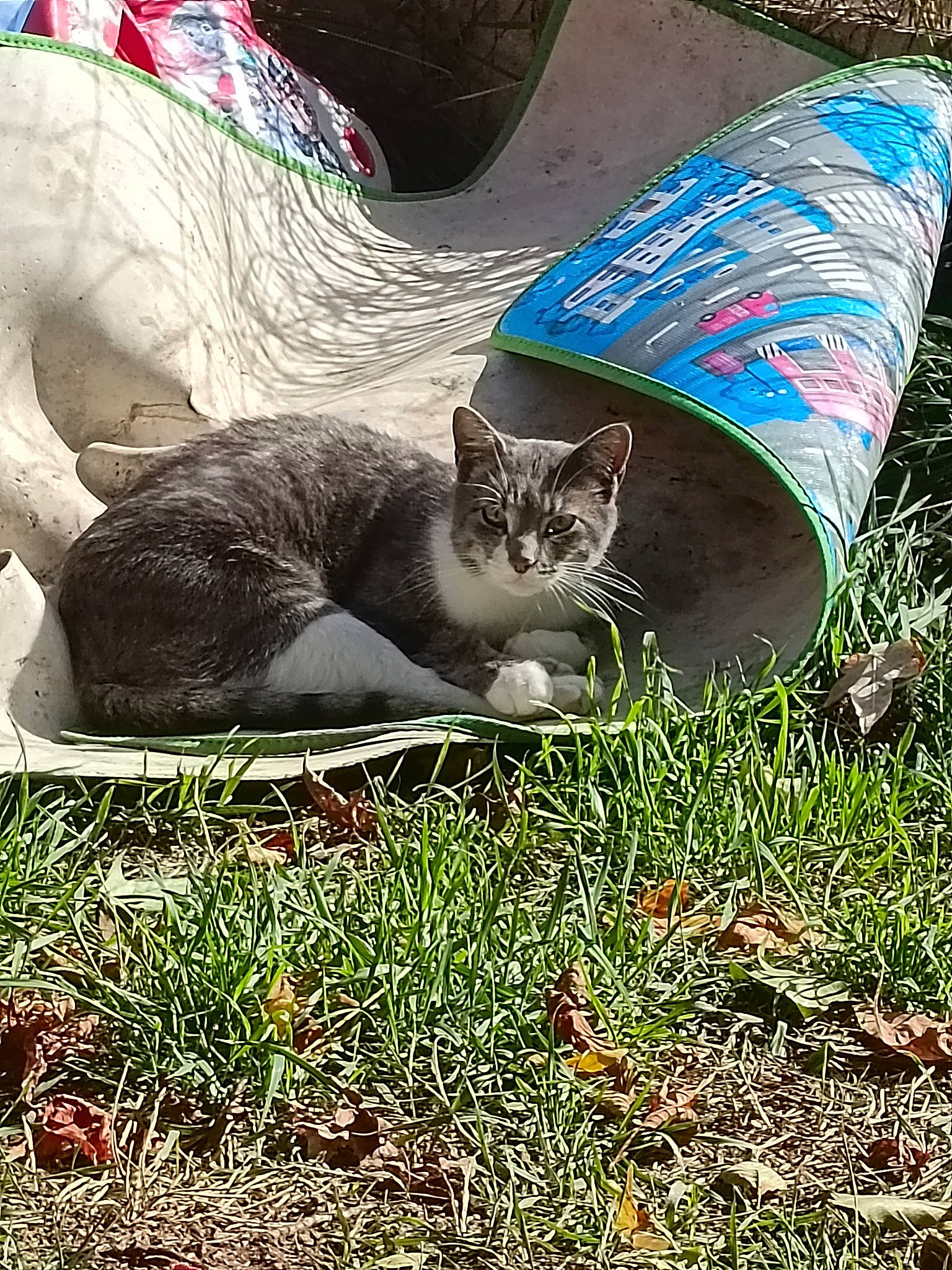 Awawou participe au concours pour gagner de l'argent avec cette photo : art, carnivore, cat, domestic_short_haired_cat, felidae, fur, garden, grass, groundcover, human_leg, lawn, lawn_ornament, plant, sitting, small_to_medium_sized_cats, soil, tail, terrestrial_animal, whiskers, yard