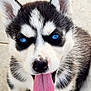 Skayla participe au concours pour gagner de l'argent avec cette photo : puppy, husky, dog, blue_eyes, tongue_out, close_up, cute, playful, fur, black_and_white, pet, animal, young, outdoor, face, ears, nose, tongue, adorable, canine