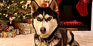 Skayla participe au concours pour gagner de l'argent avec cette photo : dog, siberian_husky, carpet, christmas_tree, christmas_lights, stockings, fireplace, holiday_decorations, presents, indoor, festive, ornaments, pine_tree, red_bow, nutcracker, plush, pet, winter, cozy, animal