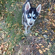 Skayla participe au concours pour gagner de l'argent avec cette photo : dog, puppy, husky, blue_eyes, outdoor, grass, leaves, nature, animal, fur, pet, canine, young, alert, ground, ears, snout, collar, playful, curious
