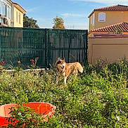Lemy participe au concours pour gagner de l'argent avec cette photo : dog, husky, outdoor, garden, grass, plants, fence, house, sunlight, daytime, blue_sky, orange_basin, pet, canine, nature, animal, yard, flora, residential, summer