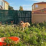 dog, husky, outdoor, garden, grass, plants, fence, house, sunlight, daytime, blue_sky, orange_basin, pet, canine, nature, animal, yard, flora, residential, summer